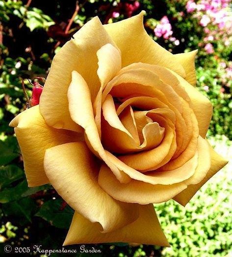 PlantFiles Pictures: Large Flowered Climbing Rose 'Butterscotch' (Rosa) by Happenstance Butterscotch Caramel, Climbing Rose, Coming Up Roses, Ideas For Gardens, Rose Pictures, Rainbow Roses, Love Roses, Climbing Roses, Garden Roses