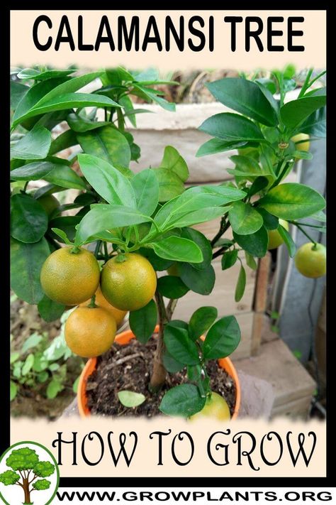 Kalamansi Tree, Calamondin Tree, Calamansi Tree, Potted Herbs, Planting Fruit Trees, Citrus Tree, Growing Vegetables In Pots, Citrus Garden, Succulent Planter Diy