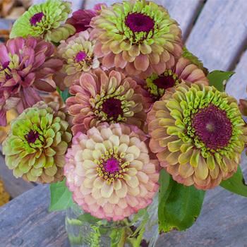 Lime Zinnia, Zinnia Garden, Zinnia Flower, Zinnia Elegans, Gardening Inspiration, Paint Flowers, Seed Collection, Texas Gardening, Zinnia Flowers