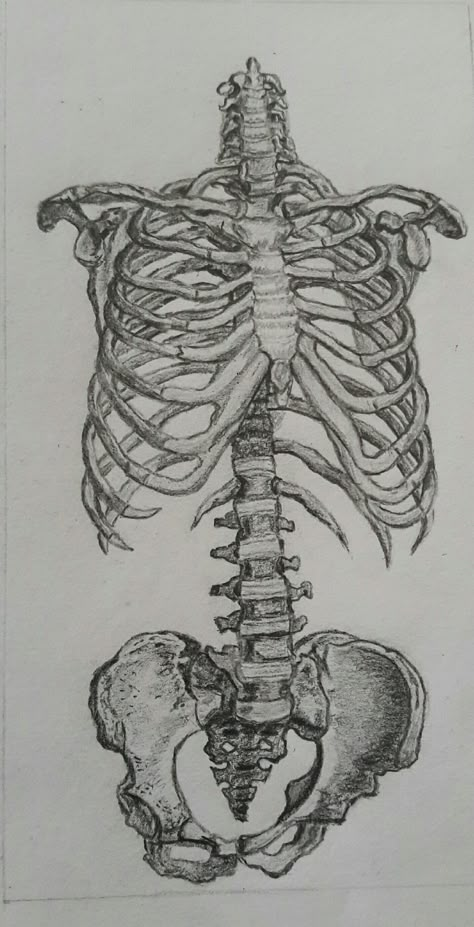 Ribcage Sketch, Ribcage Drawing, Rib Cage Drawing, Arms Drawing, Bone Drawing, Skeletal Structure, Skeleton Drawings, Gcse Art Sketchbook, Arte Van Gogh