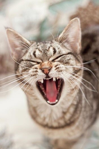 Double Fangs, Aggressive Cat, Cat Yawning, F2 Savannah Cat, Older Cats, Domestic Cat, Baby Teeth, Crazy Cat, Warrior Cats