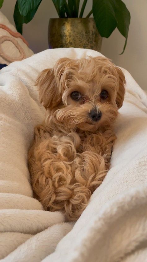 Maltipoo Aesthetic, Maltipoo Full Grown, Dog Maltipoo, Small Cute Puppies, Cute White Dogs, Cute Fluffy Puppies, Maltipoo Dog, Brown Puppy, Dogs Images