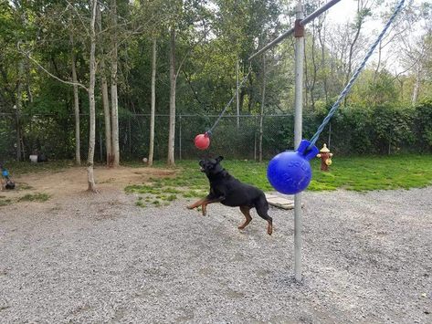 Whelping Room, Dog Park Ideas, Outdoor Dog Area, Backyard Dog Area, Dog Play Area, Dog Friendly Backyard, Dog Backyard, Boarding Kennels, Cape Breton Nova Scotia