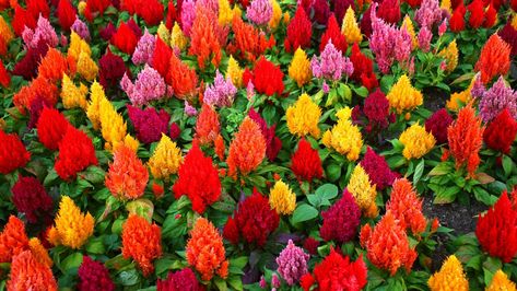 31 Self-Seeding Annuals for Effortless Garden Color Self Seeding Annuals, Celosia Plant, Celosia Flower, Lawn Pests, Gardening Seeds, Compost Soil, Garden Calendar, Plant Propagation, Plant Diseases