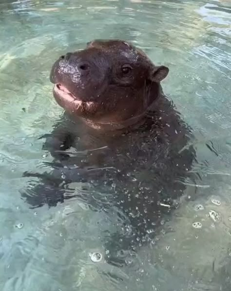 hippo on Instagram: "Baby Hippo Discovers Water 🥰 Look at Beautiful hippos Which one is your favorite post between 1 and 3? 💗 * * * 🎥 Credit: @babyhippoco Tik Tok 🎥 Credit: thesierranicole Tik Tok 🎥 Credit: @babyhippoco Tik Tok * #hippo #hippos #hippolove #hippolife #hippoofinstagram #hipposofinstagram #hippolovers #hipposareawesome #hippo🦛 #hippoworld #hippos🦛 #hippofamily #hippo👀 #hippocute #hippopics #hippodaily #hippolove🦛 #hippograss #hippostagram #hippo💕 #hippoart #hippojungle #hippoqueen #hipposrule #hippolife🦛 #hippolife❤️ #hippopop #hipposurf #hippoart🦛 #hippobabya" Pigmy Hippos, Moo Dang, Cute Hippo, Instagram Baby, Hippopotamus, Art Tutorials Drawing, Cute Little Animals, Cuteness Overload, Cutie Patootie