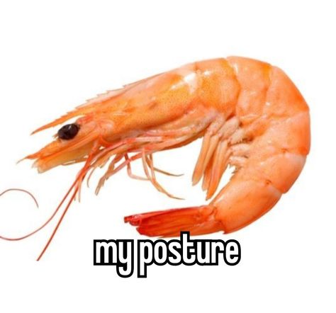 My Back Hurts, Fix Your Posture, Back Hurts, Crab Legs, Summer Quotes, Funny Animal, Man Humor, Hatsune Miku, Vocaloid