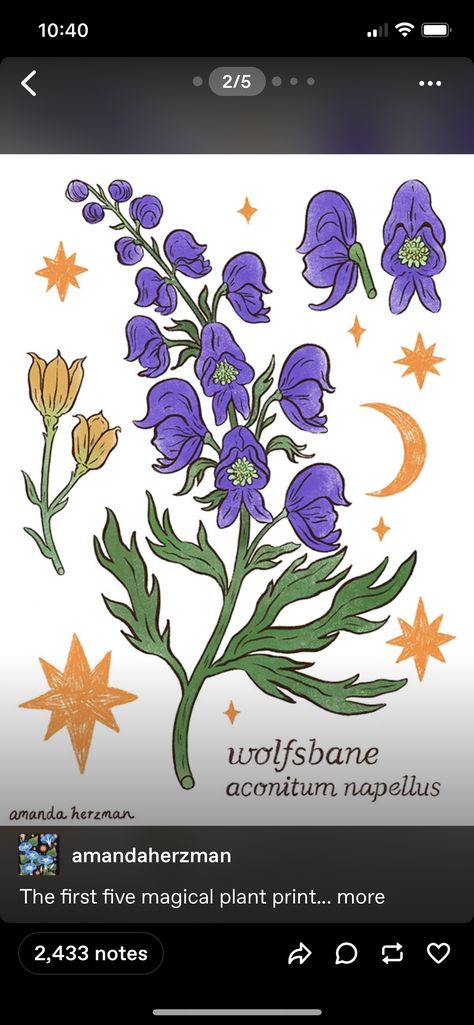 Wolvesbane Flower, Poisonous Flowers Drawing, Wolfsbane Flower, Poison Plant Tattoo, Witchy Flowers, Poisonous Flowers Tattoo, Wolfsbane Tattoo, Plant Tattoo, Poisonous Plants