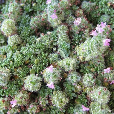 Thyme 'Elfin' Plant Ground Cover, Elfin Thyme, Flowers That Attract Butterflies, Thymus Serpyllum, Nursery Supplies, Blue Fescue, Green Acres, Sun And Water, Attract Butterflies