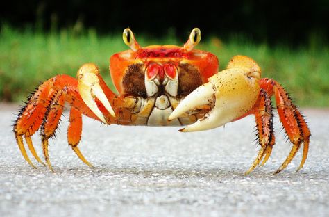 Oh, hai!... | by *Ben* Surrealism Fashion, Dungeness Crab, Water Animals, Underwater Life, Saltwater Aquarium, Ocean Animals, Tropical Fish, Design Challenges, Cute Little Animals