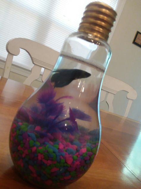 Light bulb craft. Put a beta fish in a light bulb for your own mini aquarium. Light Bulb Fish, Bulb Terrarium, Bulb Craft, Fake Aquarium, Light Bulb Terrarium, Aquarium Diy, Diy Light Bulb, Light Bulb Crafts, Mini Aquarium