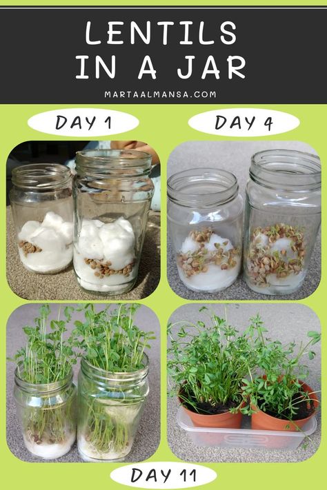 Grow Lentils, Seed Activities For Kids, Easy Experiments, Plant Experiments, Growing Beans, How Plants Grow, Gardening Club, Planting For Kids, Plant Activities