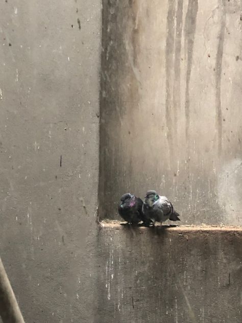 Pigeons Aesthetic, Pigeon Aesthetic, Ashley Poston, Turtle Dove, City College, City Aesthetic, Romantic Love, Love Birds, Pigeon