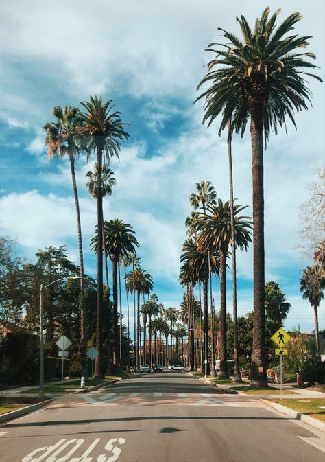 Palm Tree California, Cali Palm Trees, Cali Vacation, Los Angeles Palm Trees, Palm Tree Background, Background Mobile, Palm Desert California, California Plants, California Palm Trees