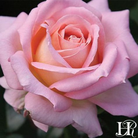 Propagating Roses, Black Baccara, Heirloom Roses, Rose Seeds, Shrub Roses, Seed Germination, Growing Roses, Hybrid Tea Roses, Planting Roses