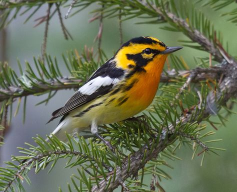 So Pretty! Chickadee Bird, Birds In The Sky, Animal Print Wallpaper, Most Beautiful Birds, Bird Pictures, Colorful Birds, Small Birds, Animal Fashion, Animal Wallpaper