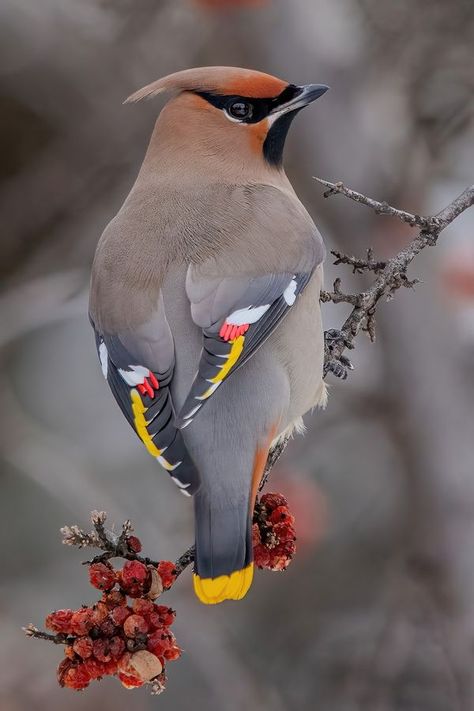 Alberta Birds | A bohemian waxwing with that beautiful backside in display | Facebook Bohemian Waxwing Bird, Canadian Birds, Waxwing Bird, Bird Reference, Bohemian Waxwing, Lord Huron, Love Is Gone, Edmonton Alberta, Alberta Canada