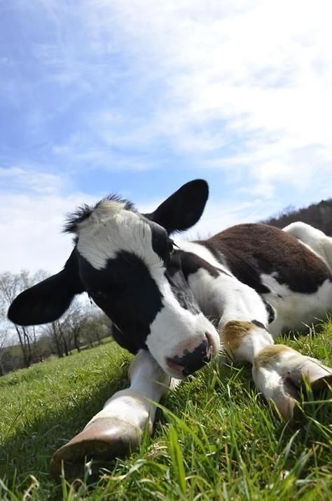 Farm Pictures, Fluffy Cows, Cow Pictures, Cow Calf, Dairy Cows, Baby Cows, Eat Meat, Cute Cows