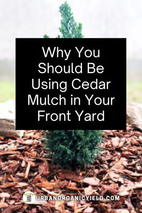 Mulch Yard, Cedar Mulch, Yard Vegetable Garden, Garden Mulch, Yard Oasis, Types Of Mulch, Front Flower Beds, Mulch Landscaping, Balcony Gardening