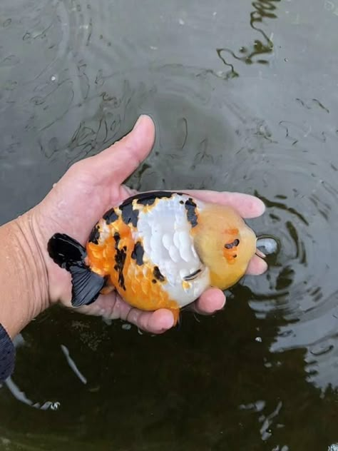 Calico Ranchu Goldfish, Chubby Goldfish, Ranchu Gold Fish, Fat Goldfish, Wet Animals, Ranchu Fish, Goldfish Aesthetic, Silly Sea Creatures, Cute Fishes