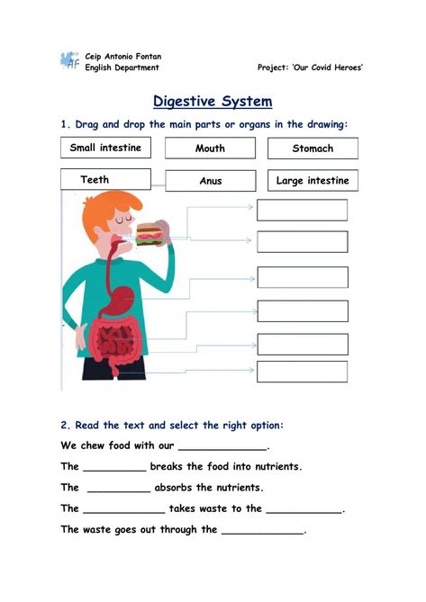 Science Worksheets For 3rd Grade, Evs Worksheets For Grade 2, Science Worksheets Grade 2, Digestive System For Kids Project, Science Grade 2 Worksheets, Digestive System Parts And Functions, Human Body Worksheets For Grade 3, Digestive System 3rd Grade, Digestive System Activities High School