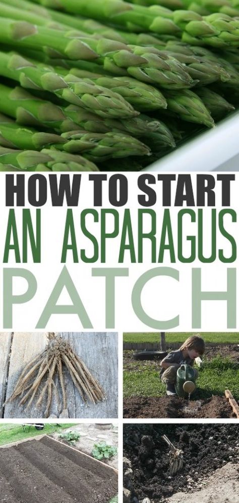 How to Plant Asparagus | The Creek Line House Asparagus Patch, Plant Asparagus, Growing Asparagus, Asparagus Plant, Aesthetic Header, Garden Veggies, Veg Garden, Home Vegetable Garden, Food Garden