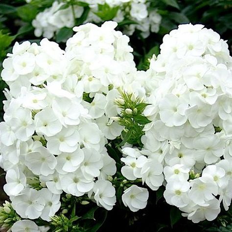 Happy Farm, Blooming Plants, White Gardens, Grow Your Own, Pure White, Outdoor Plants, White Flowers, Flower Pots, Perennials