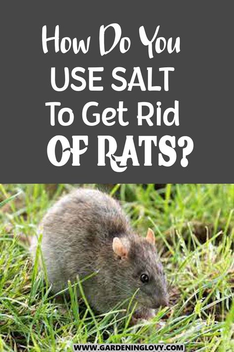 Kill Mice In House, Get Rid Of Rats In Yard, How To Get Rid Of Rats, Homemade Rat Poison, Natural Rat Repellent, Killing Rats, Get Rid Of Rats, Rat Infestation, Rat Repellent