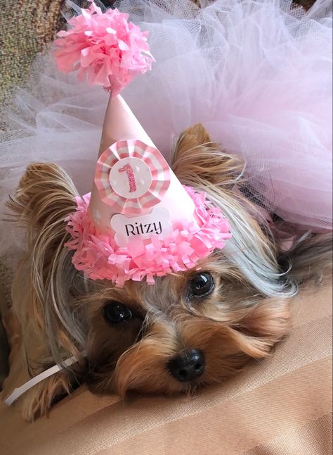 Puppy Party Decorations, Tissue Paper Fringe, Dog Party Hat, Dog Birthday Hat, Gotcha Day, Girl Dog, Yorkie Puppy, Dog Party, Puppy Party