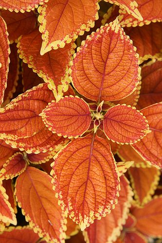 Coleus 'Rustic Orange' - GORGEOUS!! Coleus Plants, Rustic Orange, Pretty Plants, Shade Plants, Foliage Plants, Exotic Plants, Types Of Flowers, Shade Garden, Container Plants