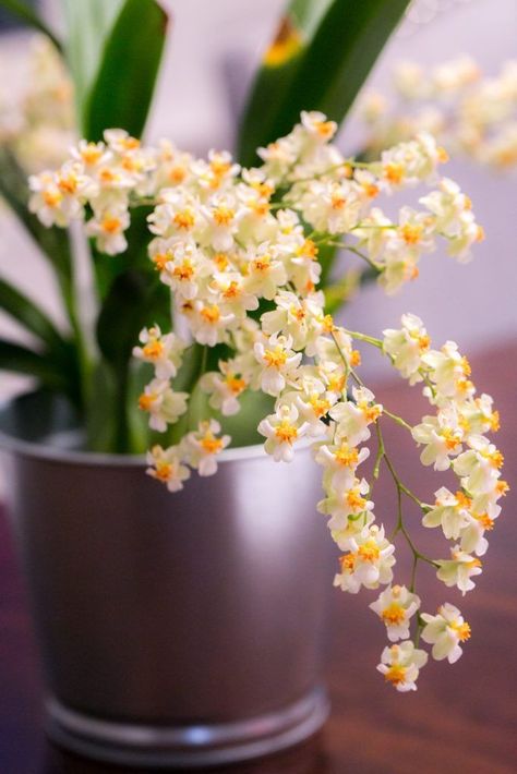 Oncidium Twinkle, Oncidium Orchid, Year Round Flowers, Plant Parenthood, Oncidium Orchids, Amazing Plants, Green Orchid, Orchid Garden, White Shower