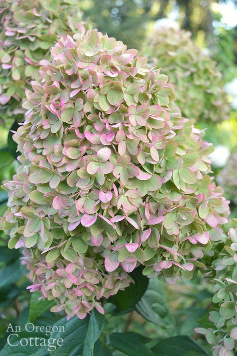 Pink And Green Hydrangea, Lime Hydrangea, Little Lime Hydrangea, Oregon Cottage, Garden Hydrangea, Cut Garden, Limelight Hydrangea, Plant Wishlist, Garden Inspo