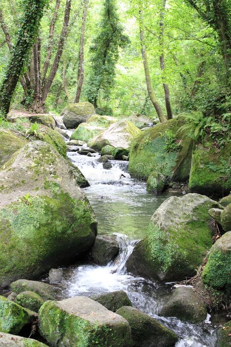 Forest Streams, River Rapids, Fishing Pond, Landscape Forest, Landscaping Images, Peaceful Living, Scenic Photos, Study Photography, Fantasy Forest