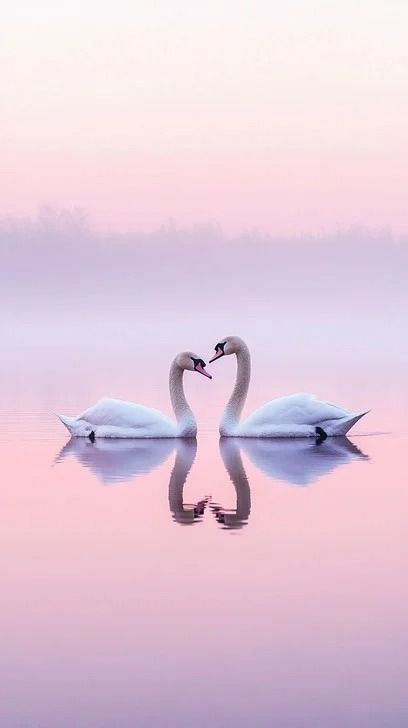 In the tranquility of the early morning, as the horizon begins to hint at the sunrise, two elegant white swans meet on a placid lake. Their necks arch gracefully towards each other, forming a perfect heart shape mirrored in the still, pink-tinged waters. This peaceful moment captures the essence of nature's beauty, offering a timeless symbol of love and connection amidst the gentle hues of dawn. Swans In Love, Purple Sunset, Image Downloads, White Swan, Heart Images, Dream Body, Library Design, Love Symbols, Nature Beauty