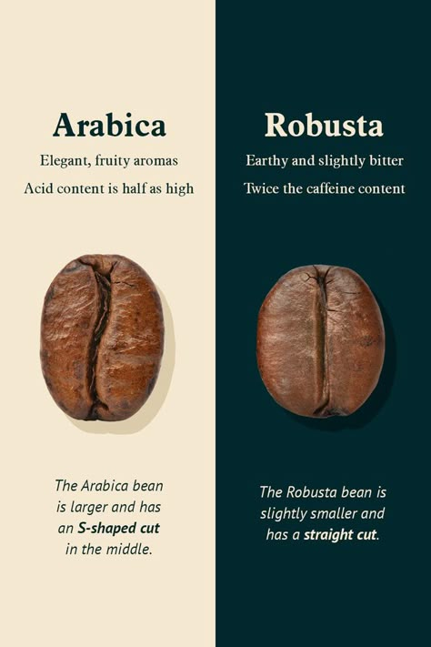 Arabica and Robusta compared: Which variety wins the race? Coffee Barista Art, Coffee Chart, Coffee Knowledge, Coffee Around The World, Coffee Infographic, Easy Coffee Recipes, Coffee Latte Art, Coffee Guide, Coffee Facts