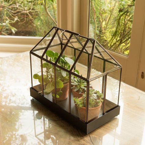 Buy House terrarium: Delivery by Waitrose Garden Large Glass Terrarium, House Terrarium, Tabletop Terrarium, Bulb Planting Tools, Daffodil Bulbs, Bulbs Indoor, Buy House, Fragrant Plant, Orchid Pot