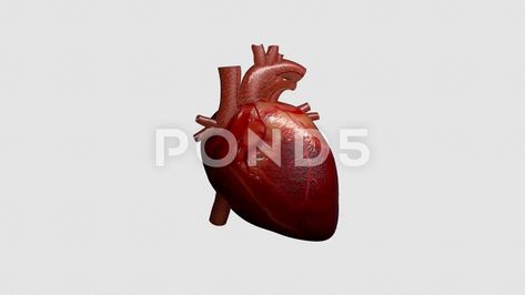 3D animation of a beating human heart with alpha channel Stock Footage,#human#heart#animation#beating Heart Animation, Kindergarten Newsletter, Human Heart, Alpha Channel, 3d Animation, Stock Video, Stock Footage, Kindergarten, Human