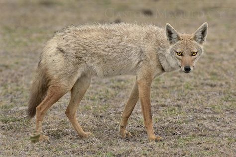 Lobo Dorado Africano (African Golden Wolf) - Ngorongoro CA - Tanzania | by Gaston Maqueda African Golden Wolf, Wolf Breeds, Dog Species, Ethiopian Wolf, Golden Wolf, Wild Dog, Live Animals, Wild Dogs, Endangered Species