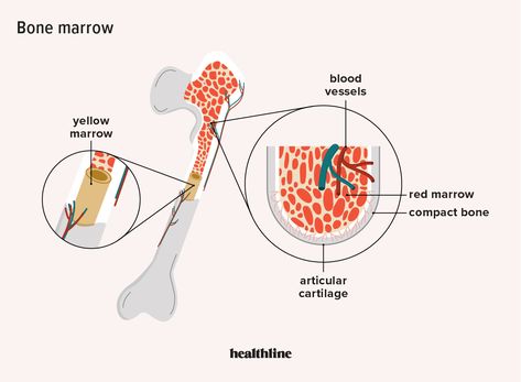 Function of Bone Marrow: What Is Bone Marrow, and What Does It Do? Types Of Blood Cells, Red Bone Marrow, Myeloproliferative Neoplasms, Pediatric Surgery, Yellow Bone, Stem Cell Research, White Matter, Red Bone, Bone Marrow