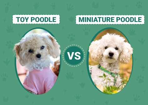 Brindle Poodle, Miniature Poodle Grooming, Toy Poodle Size, Maltese Poodle Puppies, Micro Poodle, Miniature Poodles, Toy Poodle Puppy, Maltese Poodle, Toy Poodle Puppies