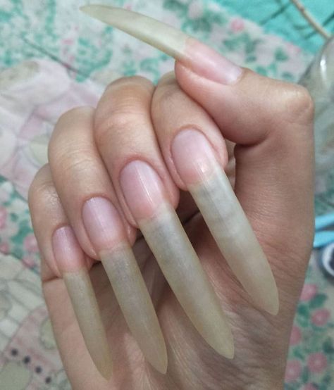 Natural Stiletto Nails, Long French Tip Nails, Long Natural Nails, Long Toenails, Long Fingernails, Long Stiletto Nails, Curved Nails, Exotic Nails, Cat Nails