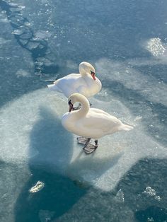 Colorful Winter Aesthetic, Blue Aesthetic Winter, Christmas Aesthetic Snow, Winter Christmas Aesthetic, Winter Moodboard, I Smell Snow, Aesthetic Snow, Snow Animals, Winter Princess