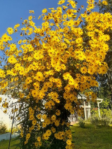 Maximilian Sunflower, Planting Sunflowers, Cut Flower Garden, Botanical Beauty, Urban Environment, In Full Bloom, Plant Life, Country Life, Cut Flowers