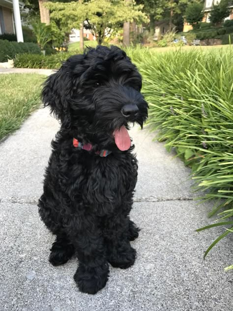 Puppy Play Gym, Goldendoodle Black, Schnoodle Dog, Black Cockapoo, Black Labradoodle, Doodle Dogs, Black Poodle, Black Puppy, Dog Mommy