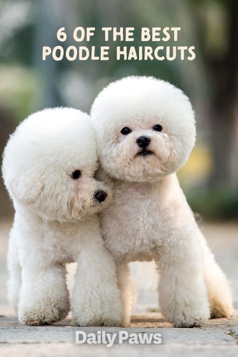 Keep your poodle looking fine, fresh, fierce with the perfect haircut and a professional dog groomer’s advice. #grooming #petgrooming #doggrooming #groomingyourpet #petgrooming #doghaircuts Poodle Clips Haircuts, Black Mini Poodle Haircut Styles, Poodle Haircuts Miniature, Fluffy Dog Haircut, Miniature Poodle Haircut Styles Teddy Bears, Mini Poodle Haircuts, Toy Poodle Haircuts, Bichonpoo Haircut, Poochon Dog Grooming Styles