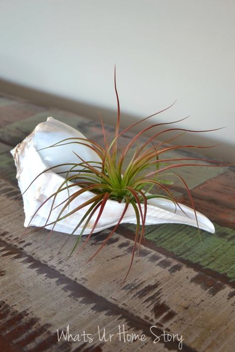 Air Plant Art, Types Of Air Plants, Air Plants Diy, Cactus Club, Air Plants Decor, Plants Care, Art Plants, Air Plants Care, Plants Art