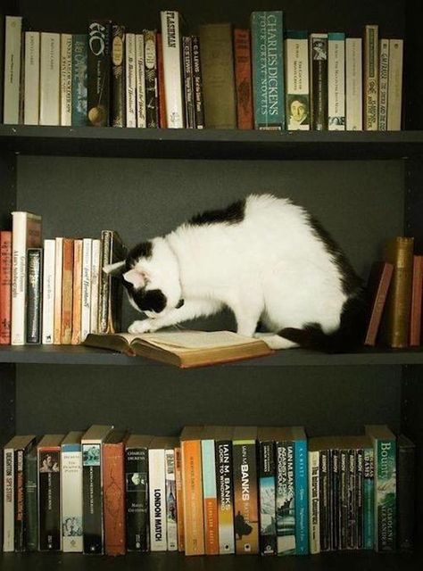 Cat Reading, Cat Books, Book Nooks, Cats Meow, Crazy Cat Lady, Crazy Cats, Cat Love, Cat Art, A Black