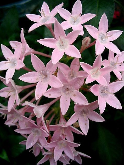 Flowers Pretty, Pink Star, Flower Quotes, Nature Garden, Pink Stars, Exotic Plants, Star Flower, Pretty Pastel, Tropical Flowers