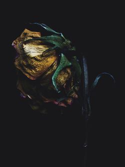 Decaying Flowers, Advanced Makeup, Billy Kidd, Wilted Flowers, Plants Photography, Billy Kid, Growth And Decay, E Mc2, High Art