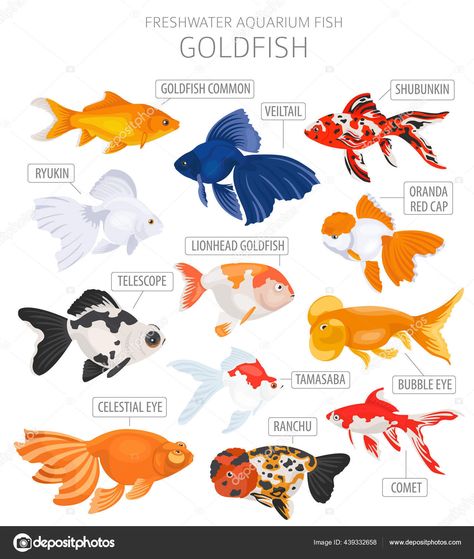 Goldfish Types, Goldfish Aquarium, Pet Goldfish, Fish Tank Themes, Goldfish Tank, Fish Icon, Fish Tank Accessories, Freshwater Aquarium Fish, Carpe Koi