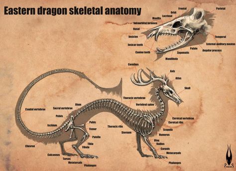 Korean Dragon, Dragon Anatomy, Dragon Bones, Eastern Dragon, Leg Bones, Asian Dragon, Komodo Dragon, Beautiful Dragon, Dragon Head